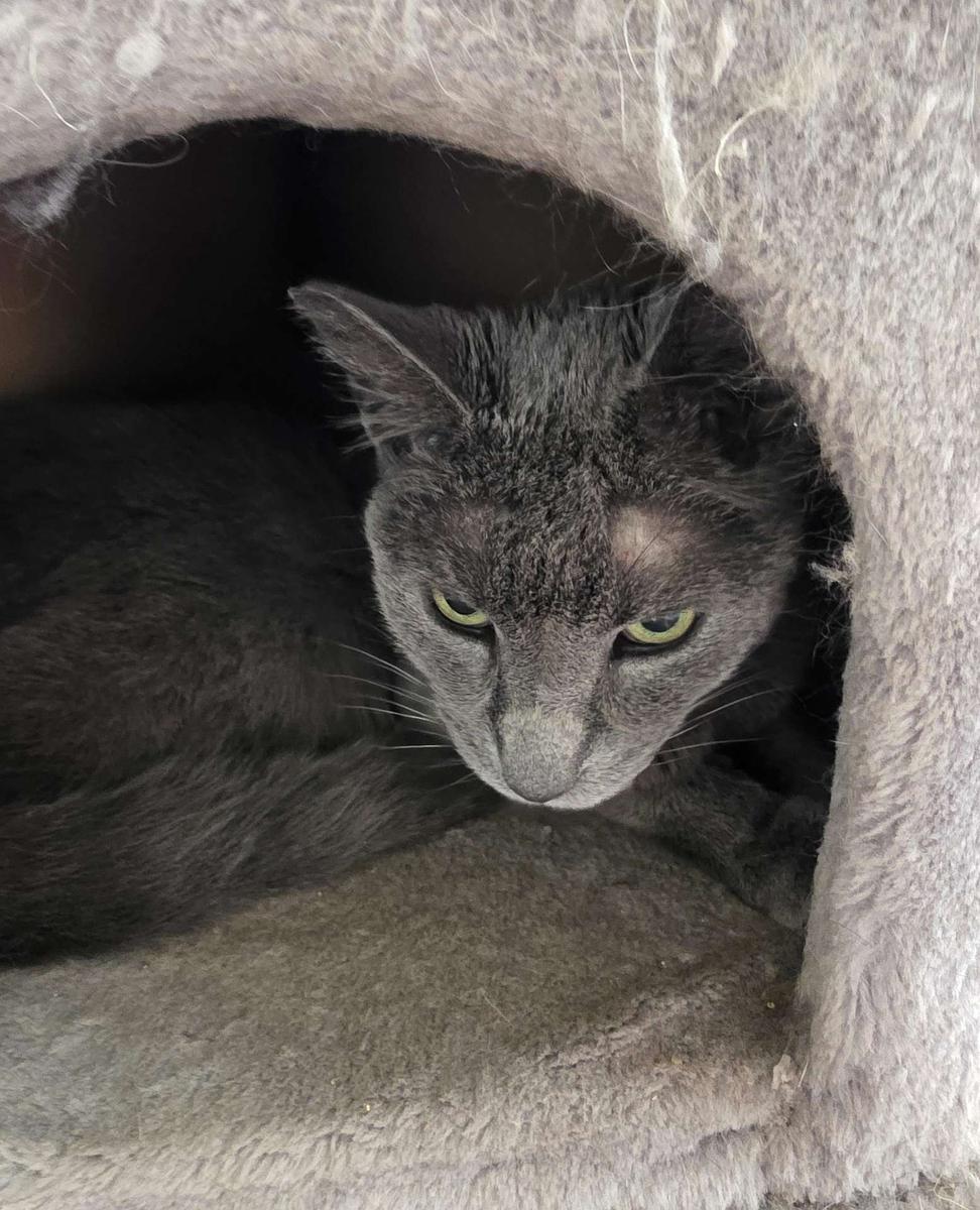 mokey in cubby.jpg