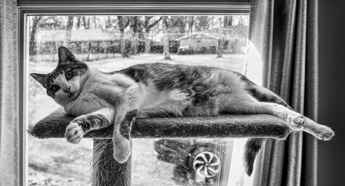 Wesley at the Window.jpg