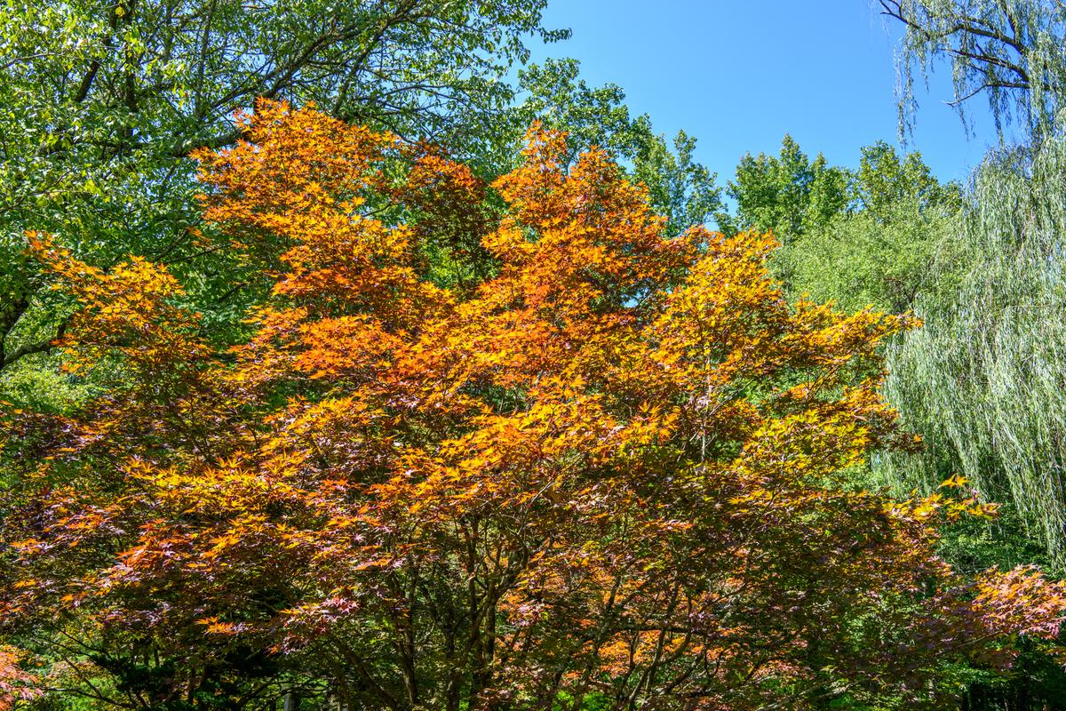 Gibbs Gardens 20250907 - 249.jpg