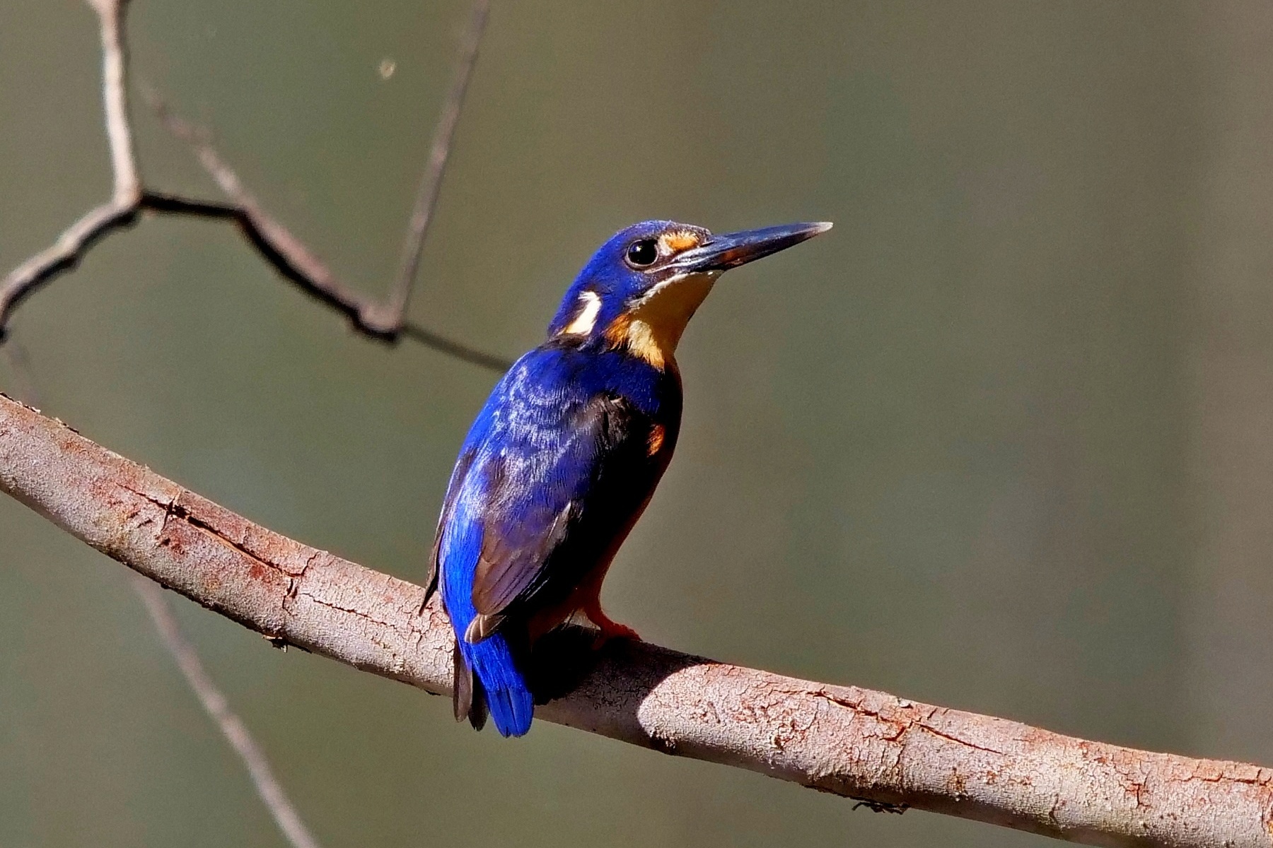 Azure Kingfisher